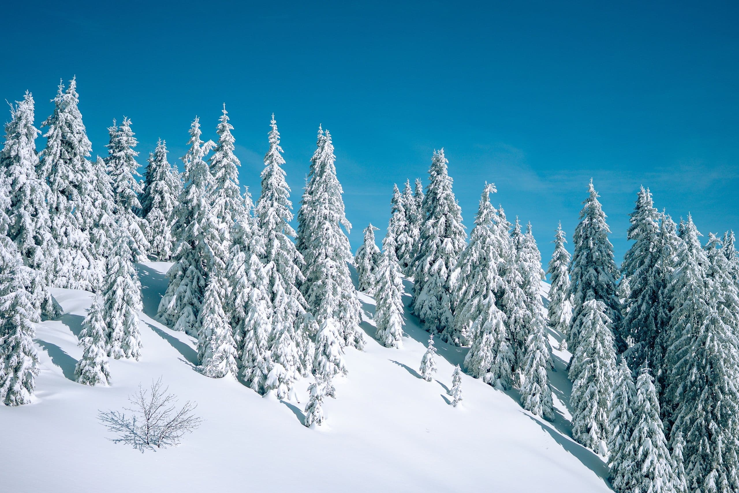 Bluebird